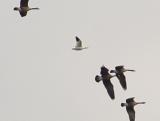 DSC04579_crop.JPG