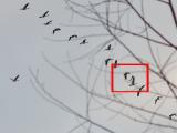 DSC04581_circle.JPG