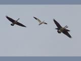DSC04578_crop.JPG