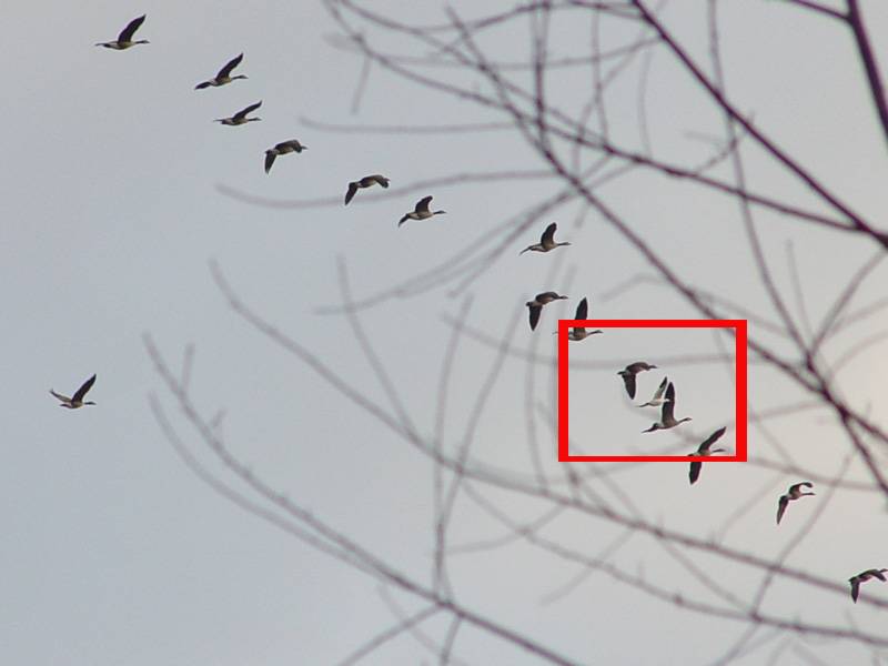 DSC04581_circle.JPG