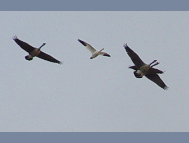 DSC04578_crop.JPG