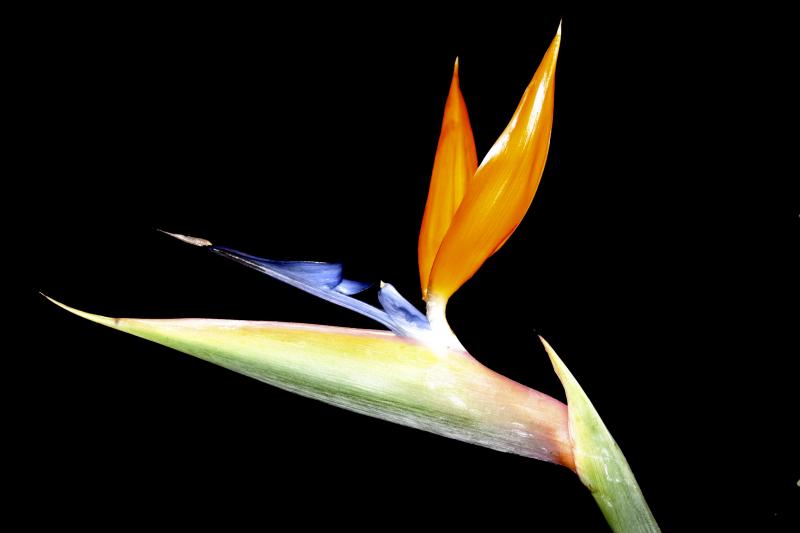 Bird of Paradise