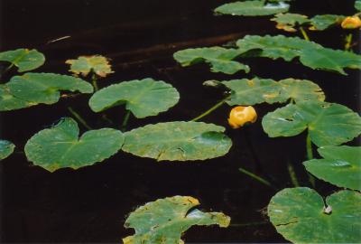 Bear Lake Lilypads