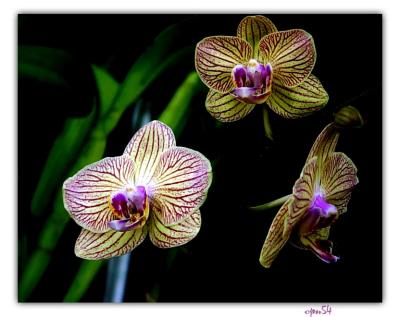 u40/cpnguyen/medium/39377774.orchid1033F.jpg