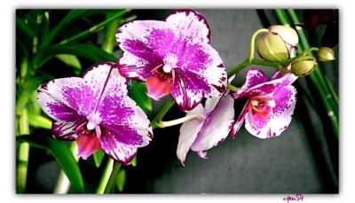 u40/cpnguyen/medium/39383240.orchid2016F.jpg