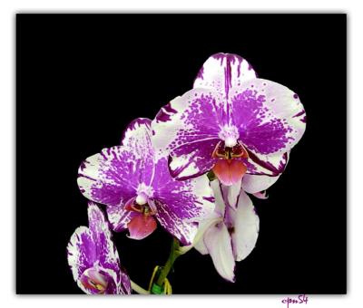 orchid3-009-F.jpg
