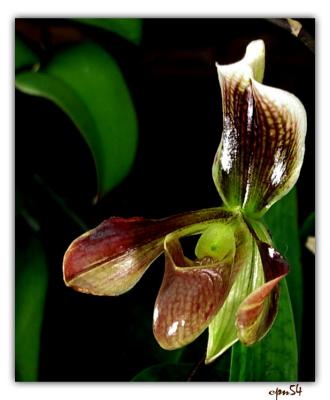 orchid4-079-F.jpg