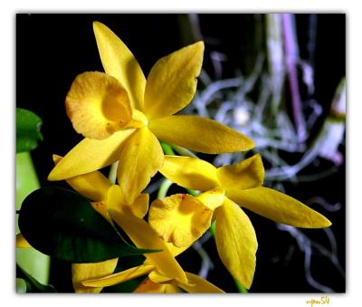 orchid4-162-F.jpg