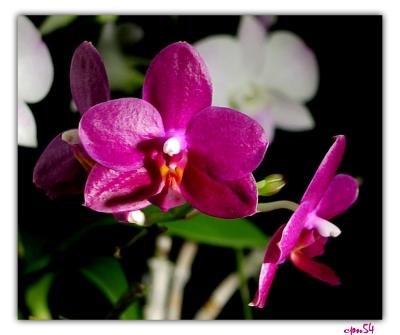u40/cpnguyen/medium/39384429.orchid4127F.jpg