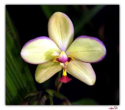 orchid4-036-F.jpg