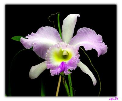 orchid4-019-F.jpg
