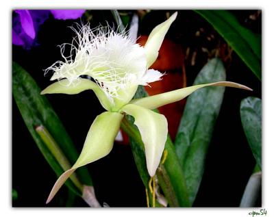 orchid1-026-F.jpg