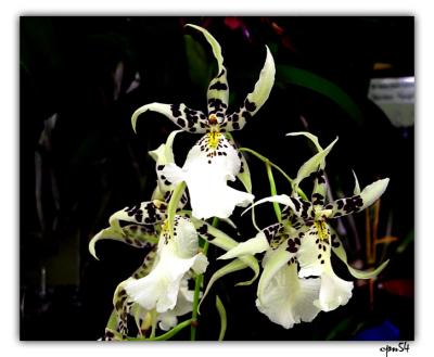 u40/cpnguyen/medium/39386098.orchid2026F.jpg