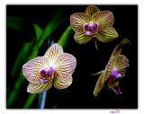 orchid1-033-F.jpg