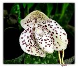 orchid2-002-F.jpg