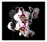 orchid2-018-F.jpg