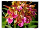 orchid4-114-F.jpg