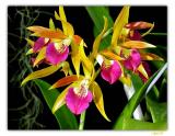 orchid4-116-F.jpg