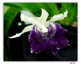 orchid4-097-F.jpg