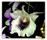 orchid4-092-F.jpg