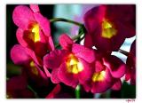 orchid4-073-F.jpg