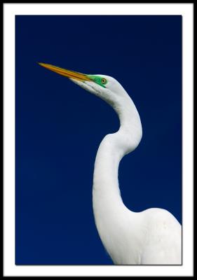 White Egret