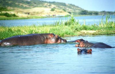 Hippos in Queen Elizabeth NP