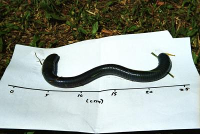 Giant earth worm