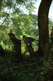 Green Vervet Monkeys