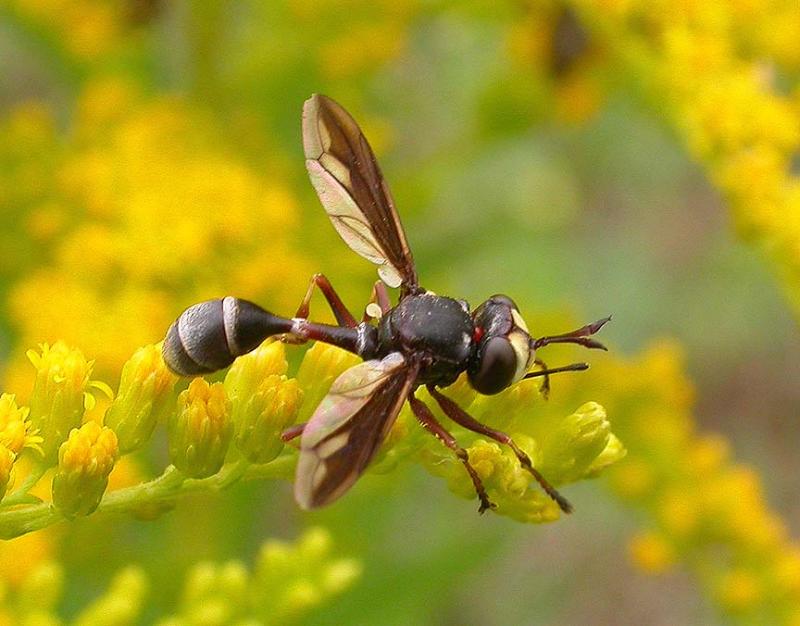 Conopidae -- Wasp mimc fly