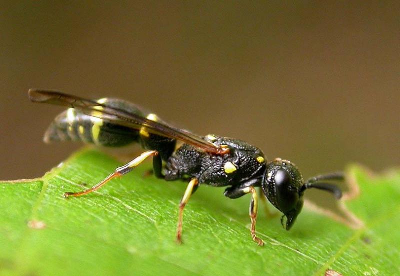 Mason wasp, probably <i>Symmorphus sp.,</i> family Vespidae (subfamily Eumeninae)