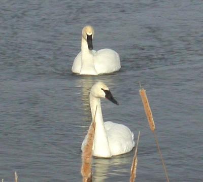 Trumpeter Swans at Narrows Locks - 2