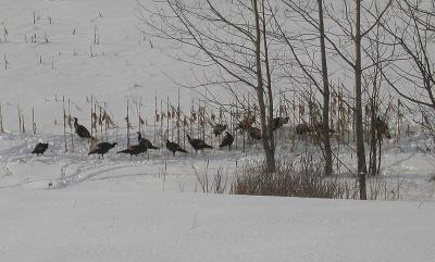 Wild Turkeys near Phillipsville