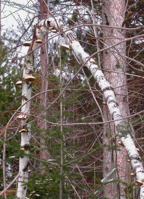 Birch polypore -- Piptoporus betulinus