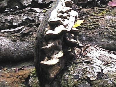 Fungi growing on bracket