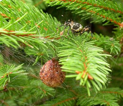 Spider D in spruce tree with egg case