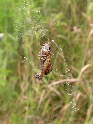 Spider A's kill (grasshopper) on Aug. 10