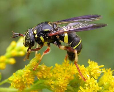 Spilomyia sayi -- a wasp mimic fly -- 2