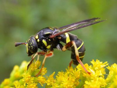 Spilomyia sayi -- a wasp mimic fly - 3
