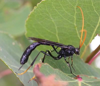 Ichneumon (giant black)