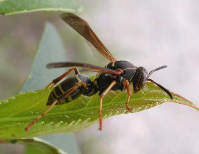 Paper wasp - (Polistes fuscatus?) - 1