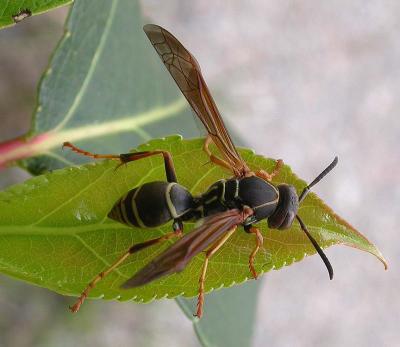 Paper wasp - (Polistes fuscatus?) - 2