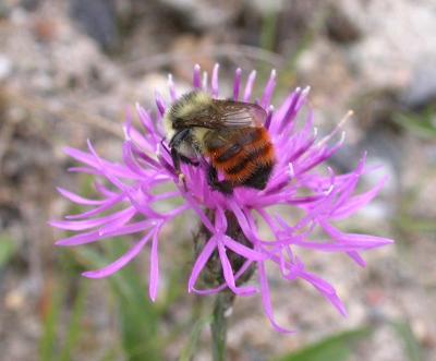 red-tailed bumble-bee - 2