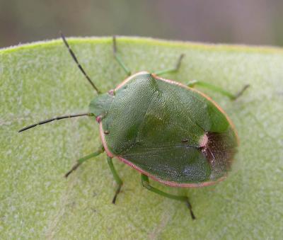 <i>Chlorochroa persimilis (Horvath)</i> - 1 -- stinkbug