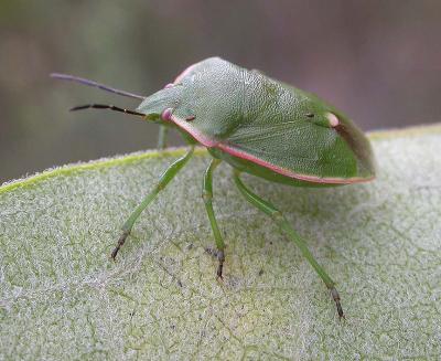 Chlorochroa persimilis (Horvath) - 2 -- stinkbug