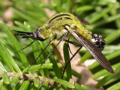 Diptera: Bombyliidae: Lepidophora spp.