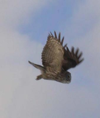 Great Gray Owl  -- flying