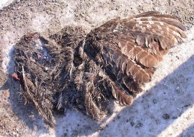 dead Great Gray Owl