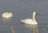Trumpeter Swans at Narrows Locks - 5
