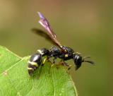 Mason wasp, probably Symmorphus sp. 